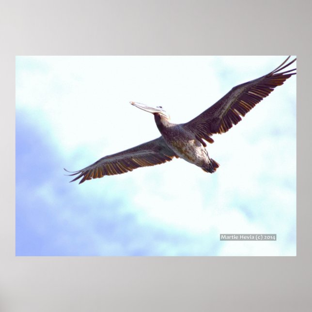 Pelican Soars Print (Front)