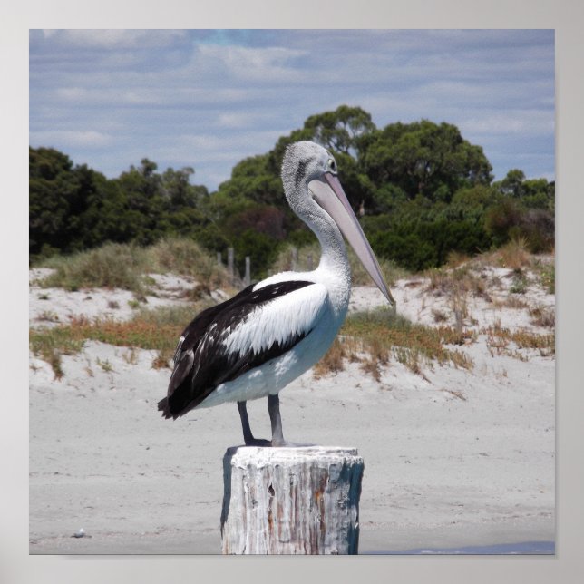 Pelican Standing on Post on Sandy Beach Poster (Front)