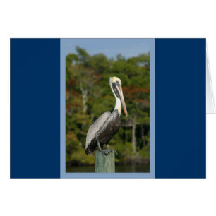 Pelican sur bleu