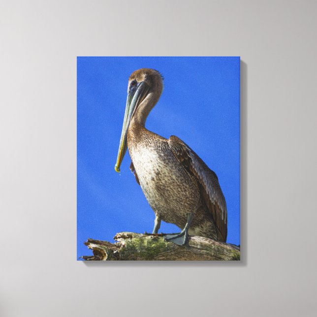 Pélican sur une toile de membre (Recto)