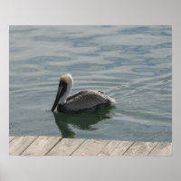 Pelican Swimming in the Water
