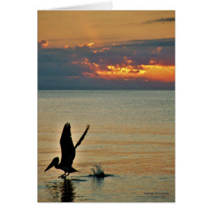 Pelican take off at sunset Gulf Coast Florida