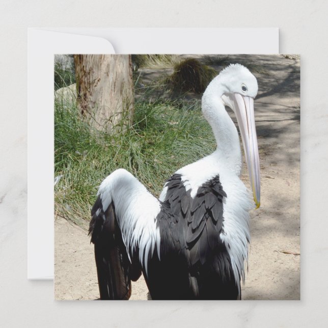 Pelican Time To Preen,  Flat Card (Front)