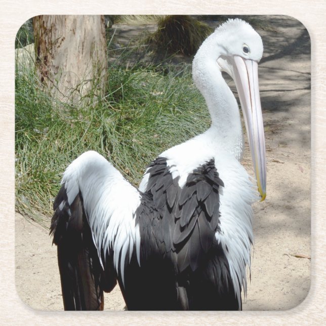 Pelican Time To Preen, Paper Coasters (Front)