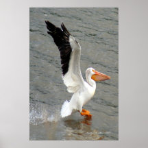 Pelican Wings