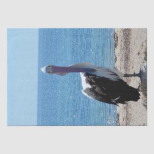 Pelican With The "Look", Gift Wrap Paper