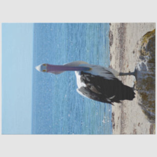 Pelican With The "Look", Tissue Paper