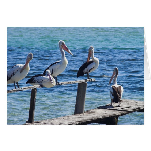 Pelicans (Front Horizontal)