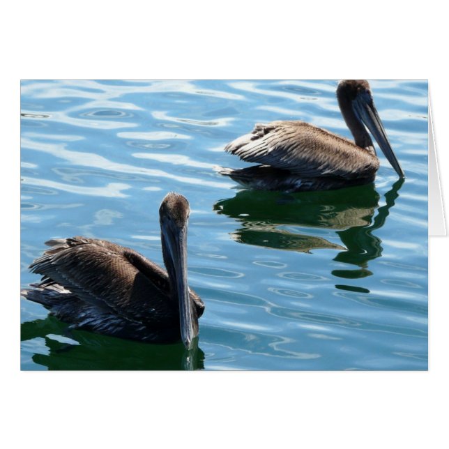 Pélicans (Devant horizontal)