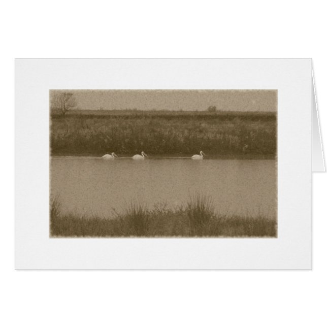 Pélicans (Devant horizontal)