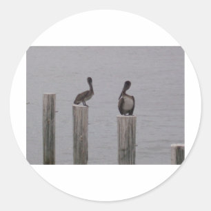 Pelicans 3 classic round sticker
