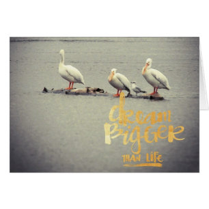 Pelicans and Seagull Dream Bigger