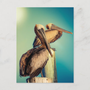 Pelicans at Dawn  Postcard