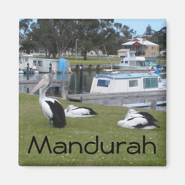 Pelicans at Mandurah Magnet (Front)