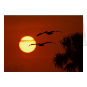 Pelicans at Sunset Blank Photo Greeting Card