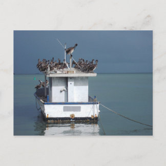 Pelicans at the Wharf, San Fernando, Trinidad Postcard