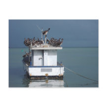 Pelicans at the Wharf, San Fernando, Trinidad