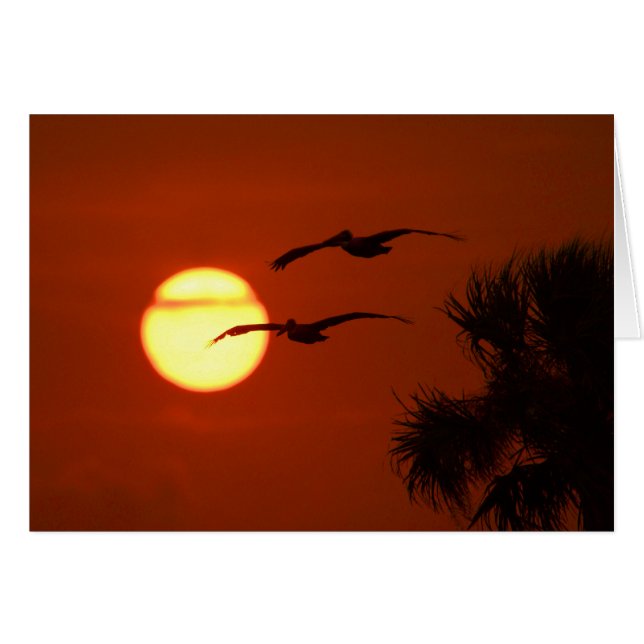Pélicans au coucher du soleil - Carte de voeux pho (Devant horizontal)