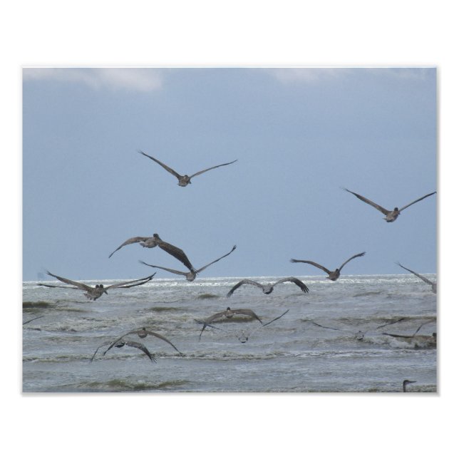 Pélicans au-dessus de l'océan Photo (Devant)