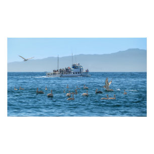Pelicans Basking & Boat - Marina Del Rey, CA Photo
