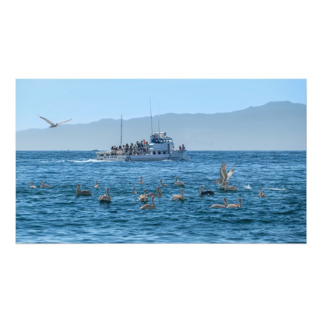 Pelicans Basking & Boat - Marina Del Rey, CA Photo Print (Front)