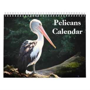 Pelicans Bird Calendar