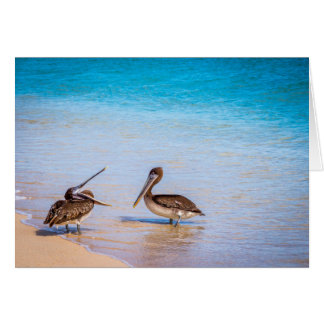 Pélicans de plage de Bachas