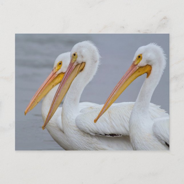 PELICANS - FORT MYERS BEACH, FLORIDA, USA POSTCARD (Front)