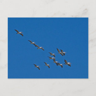 Pelicans in flight holiday postcard