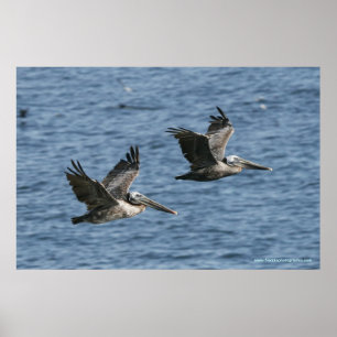 Pelicans in Flight Poster