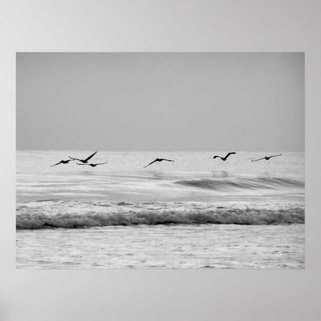 Pelicans in Flight Poster (Front)