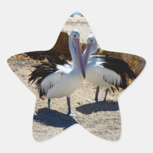 Pelicans In Love, Star Sticker