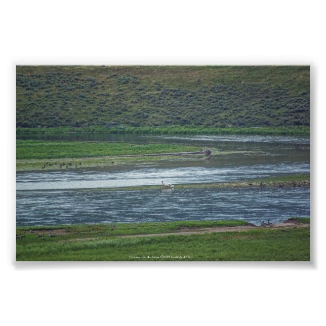 Pelicans Join the Geese Photo Print (Front)