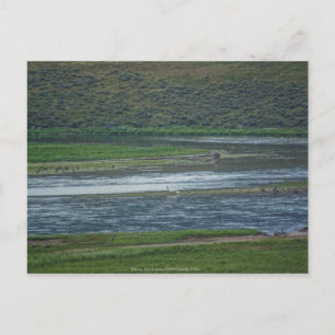 Pelicans Join the Geese Postcard