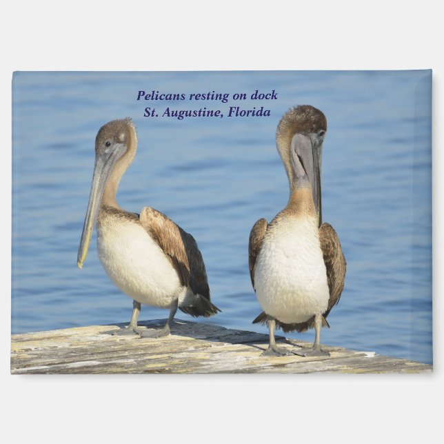 Pelicans on dock magnet (Front)