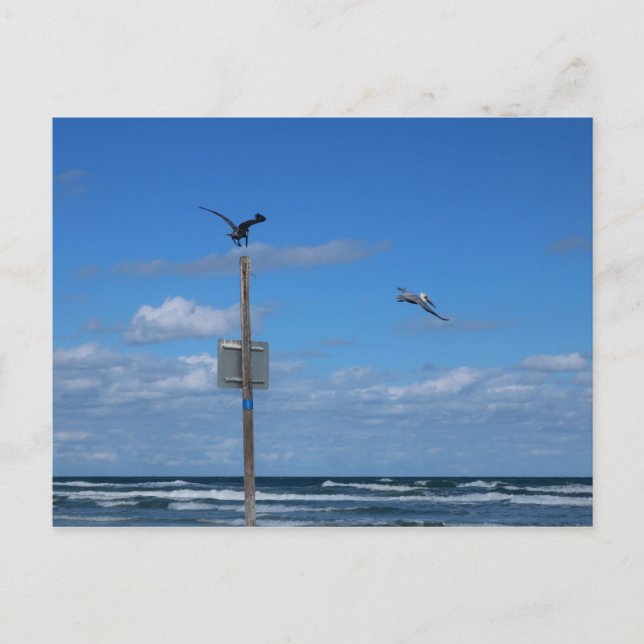 Pelicans on the Beach Postcard (Front)