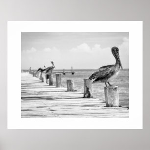 Pelicans Poster