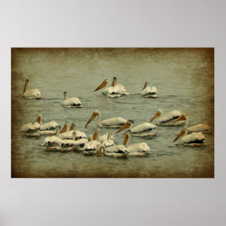 Pelicans Poster