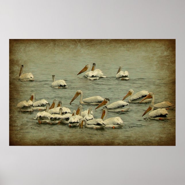 Pelicans Poster (Front)