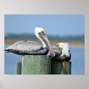 Pelicans resting on a pilling poster