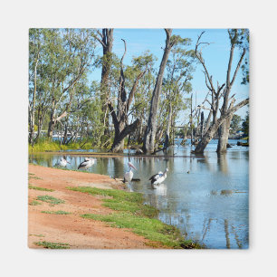 Pelicans Sunbaking River Murray, aimant