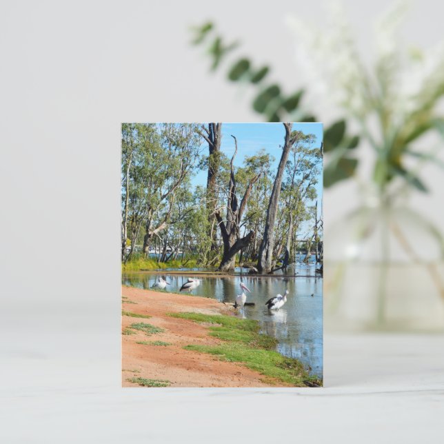 Pelicans Sunbaking River Murray, Postcard (Standing Front)