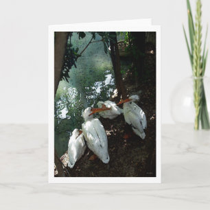 Pelicans Talking 1 - Water color - Greeting Card