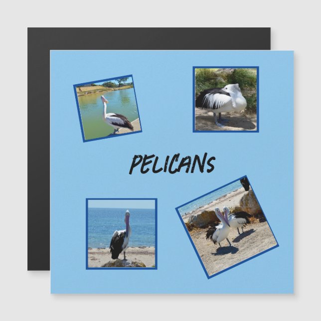 Pelicans The World Coolest Bird Four Photo Frames, (Front/Back)