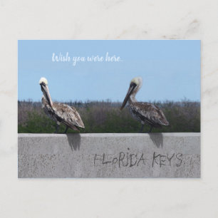 Pelicans (with customizable text) postcard
