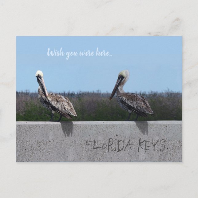 Pelicans (with customizable text) postcard (Front)