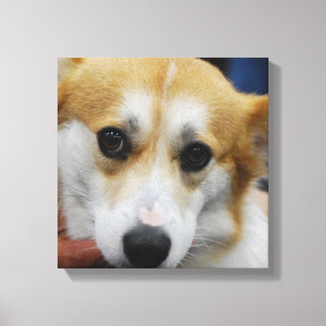 Pembroke Welsh Corgi Canvas Print (Front)
