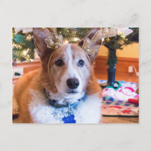 Pembroke Welsh Corgi Christmas Holiday Postcard