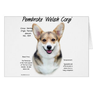 Pembroke Welsh Corgi Conception de l'histoire