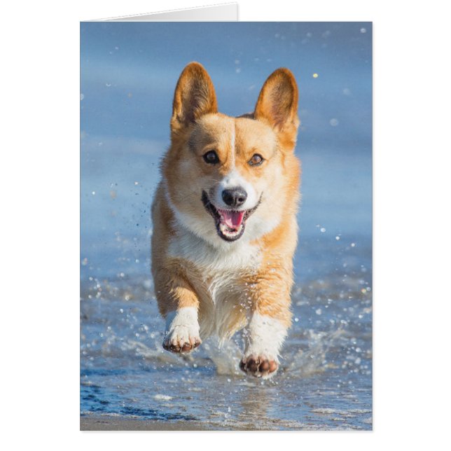 Pembroke Welsh Corgi Dog Running On The Beach (Front)